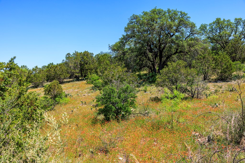 256 Persimmon Point Mason, TX 76856 - Photo 52 of 60 a view of a lake with a tree