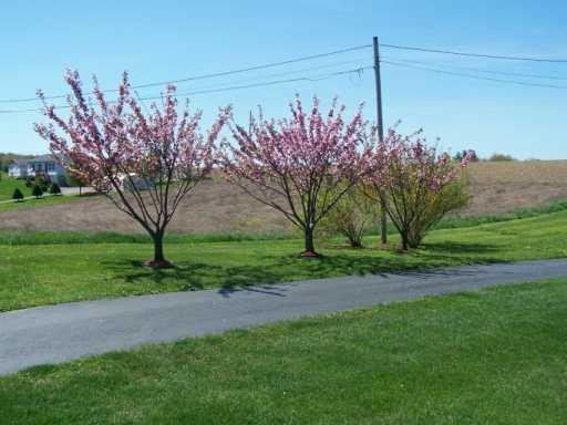 314 Cornetti Road Fenelton, PA 16034 - Photo 7 of 8 Yard/Garden.