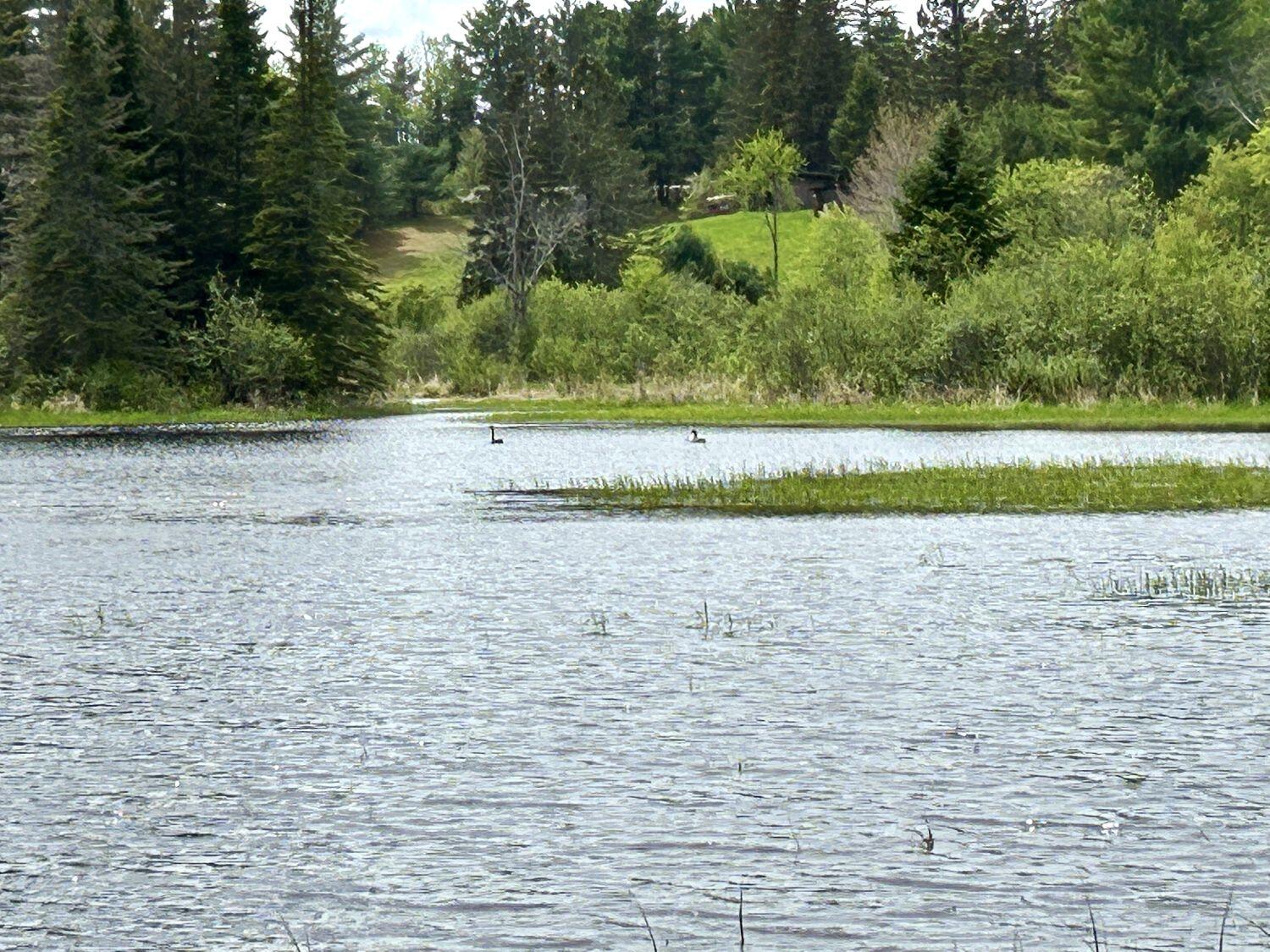 Lot 3 Scott Road Eustis, ME 04936 - Photo 15 of 26 Local wildlife