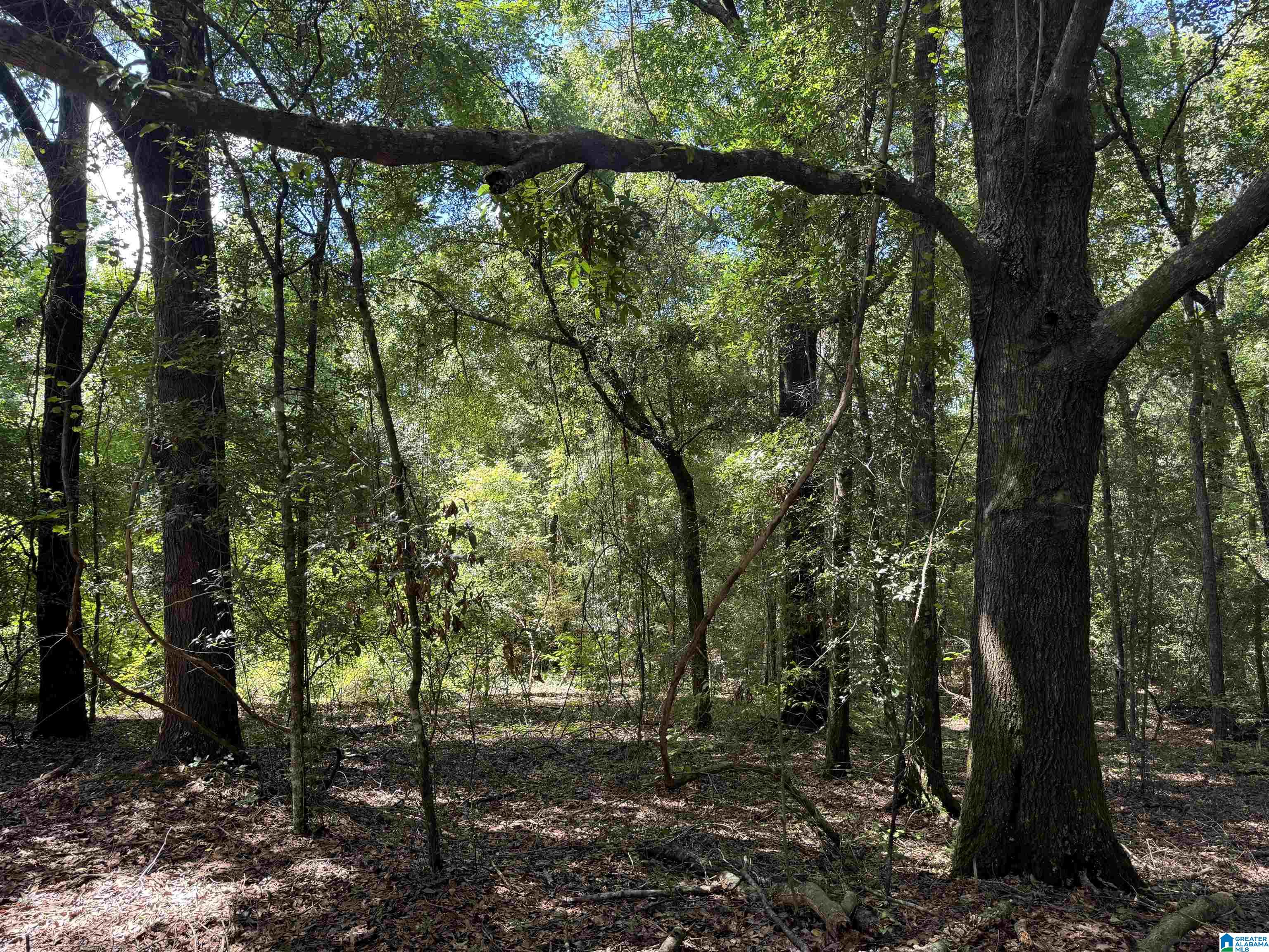0 County Road 65 Abbeville, AL 36310 - Photo 19 of 24