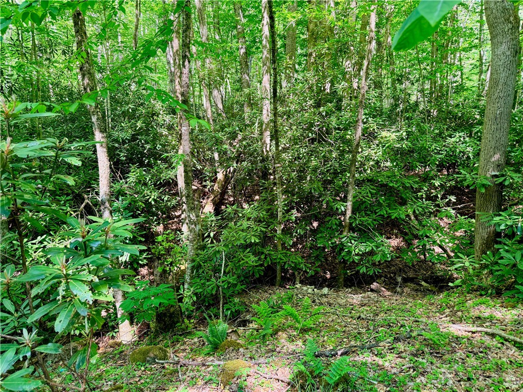 Lot 5 Buckeye Ridge Road Beech Mountain, NC 28604 - Photo 11 of 12