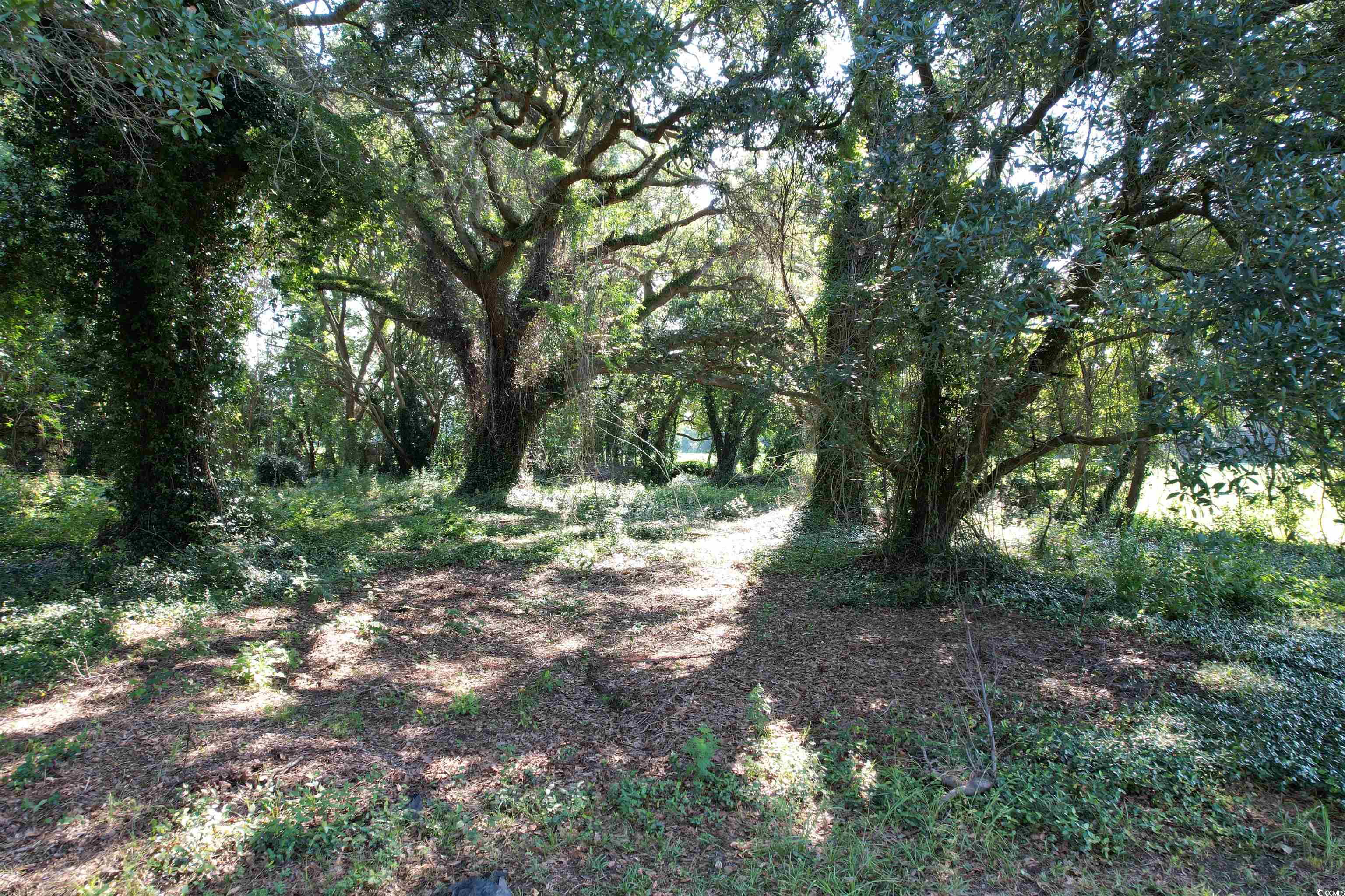 Tbd Sumter Highway Kingstree, SC 29556 - Photo 9 of 15