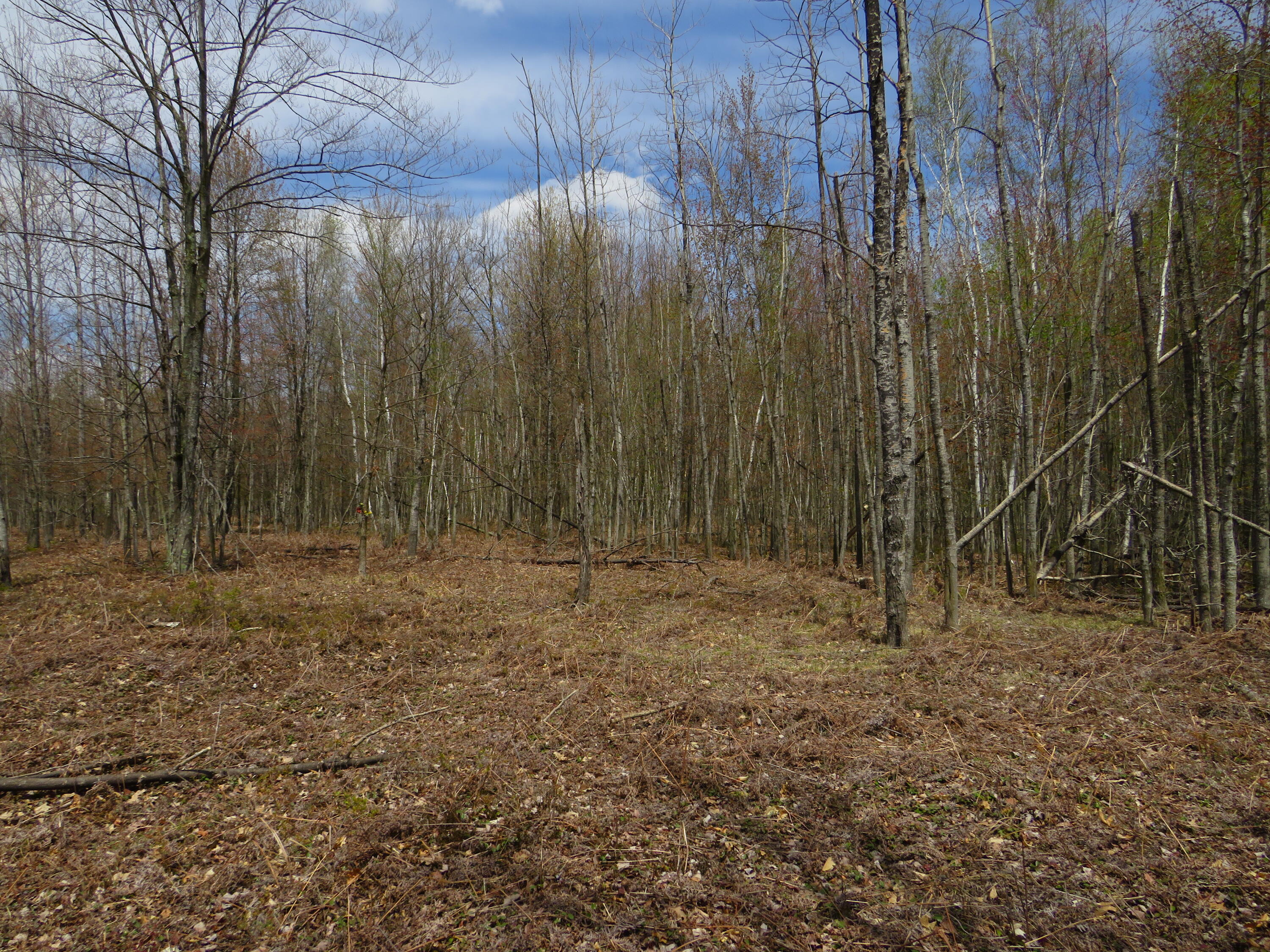 North Chippewa Rd Mount Mount Pleasant, MI 48858 - Photo 15 of 28 IMG_4894