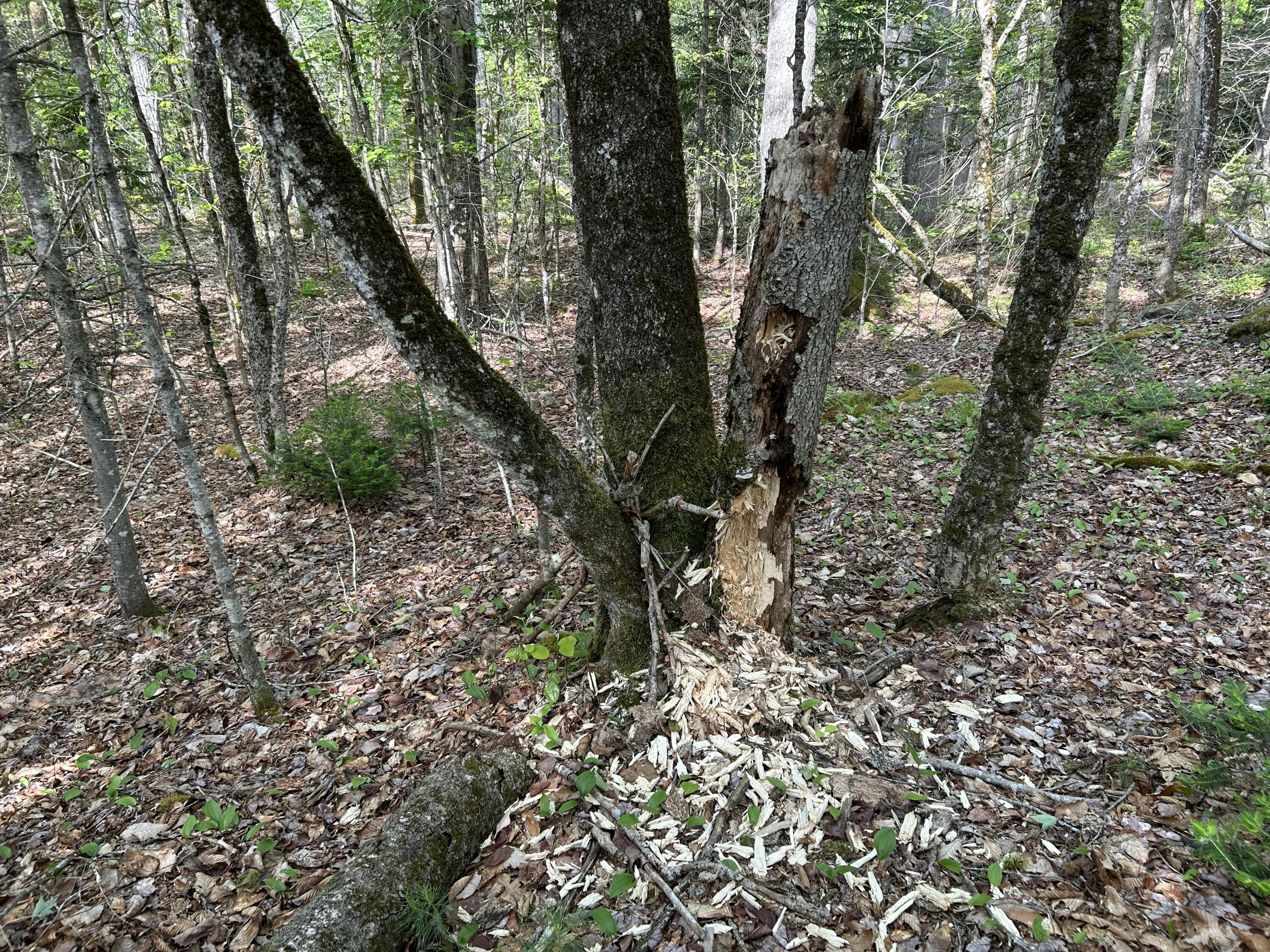 M5-l16 Clark Road Prospect, ME 04981 - Photo 41 of 45 IMG_8772