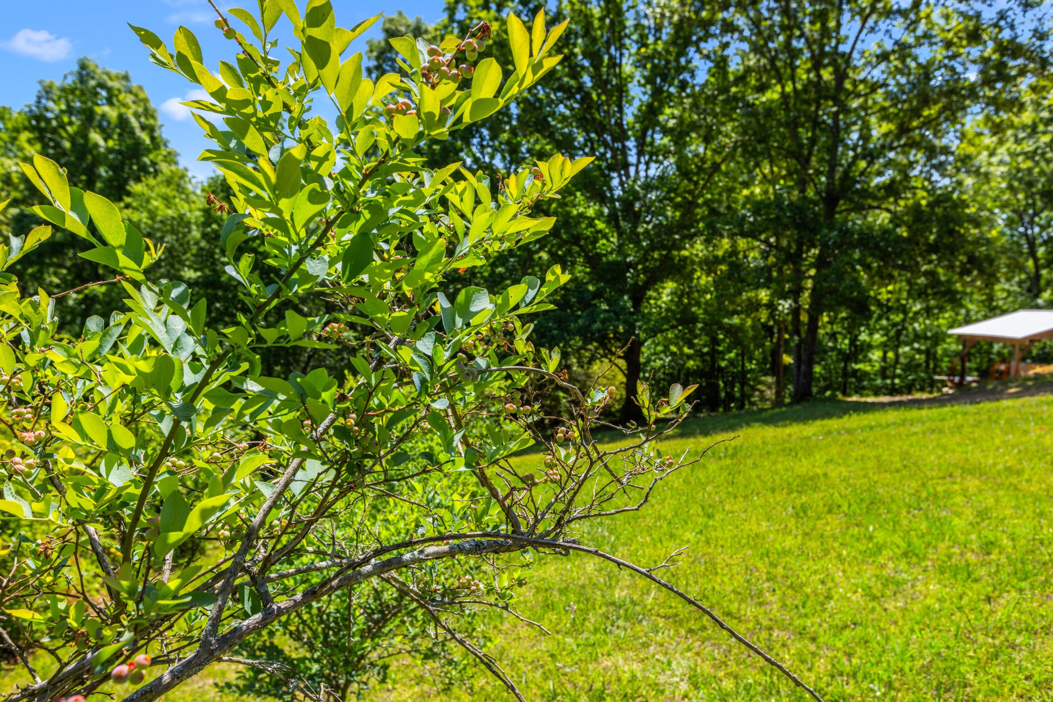 6435 Davis Hill Road Birchwood, TN 37308 - Photo 59 of 64 a backyard of a house with lots of green space