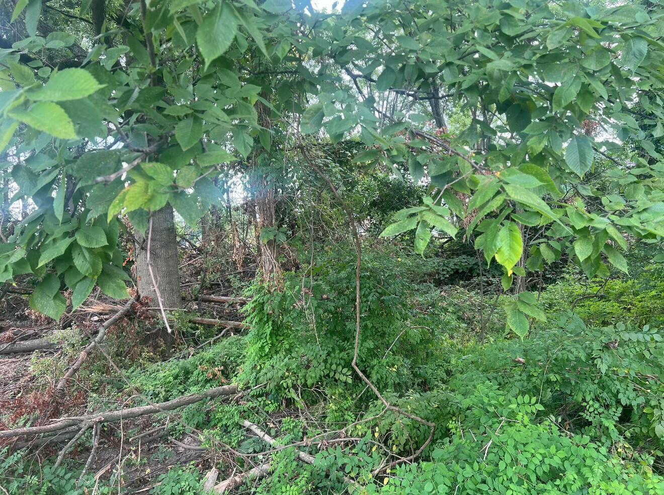 1 Brooklyn Road Columbus, OH 43231 - Photo 2 of 2 tempImageNit5M8
