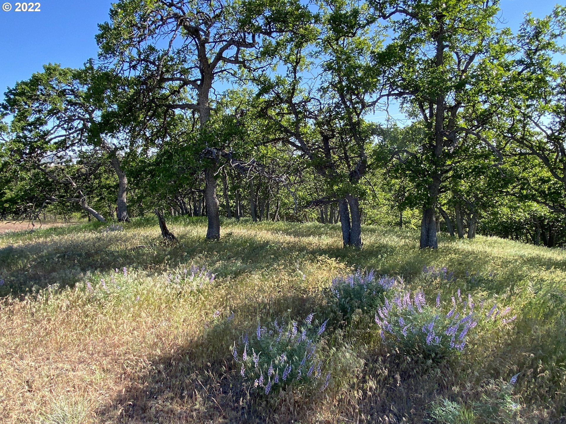 Holter Road Goldendale, WA 98620 - Photo 15 of 23 Gallery Image 15