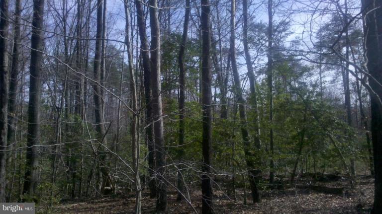 23310 Neck Road Aquasco, MD 20608 - Photo 5 of 10 Nicely wooded with mature hardwoods and evergreens