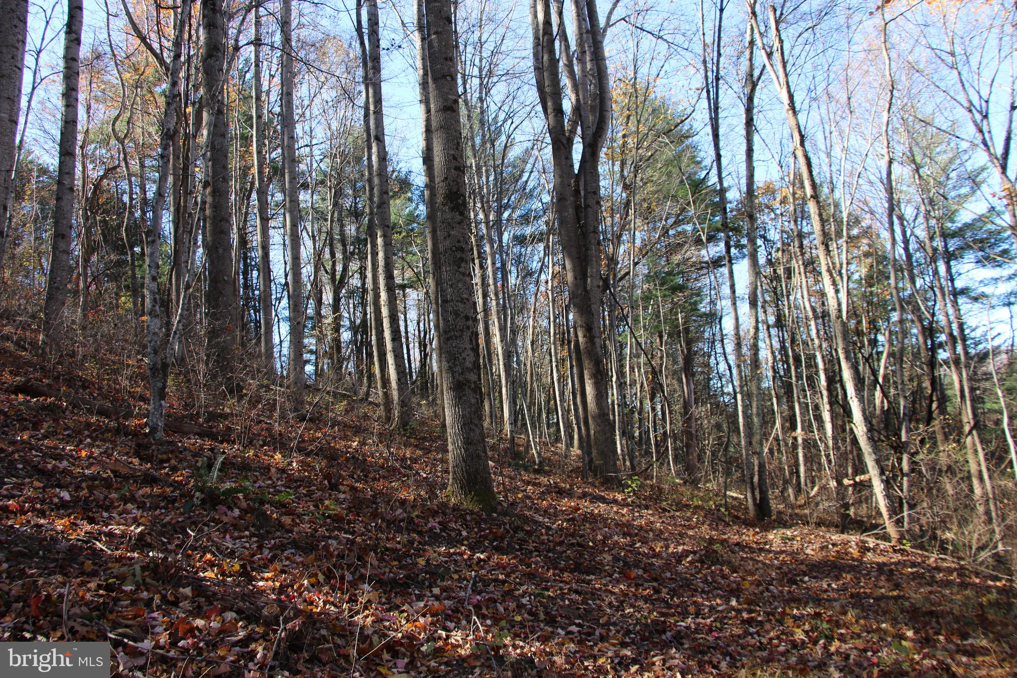 0 Overlook Mountain Road Elkton, VA 22827 - Photo 11 of 19