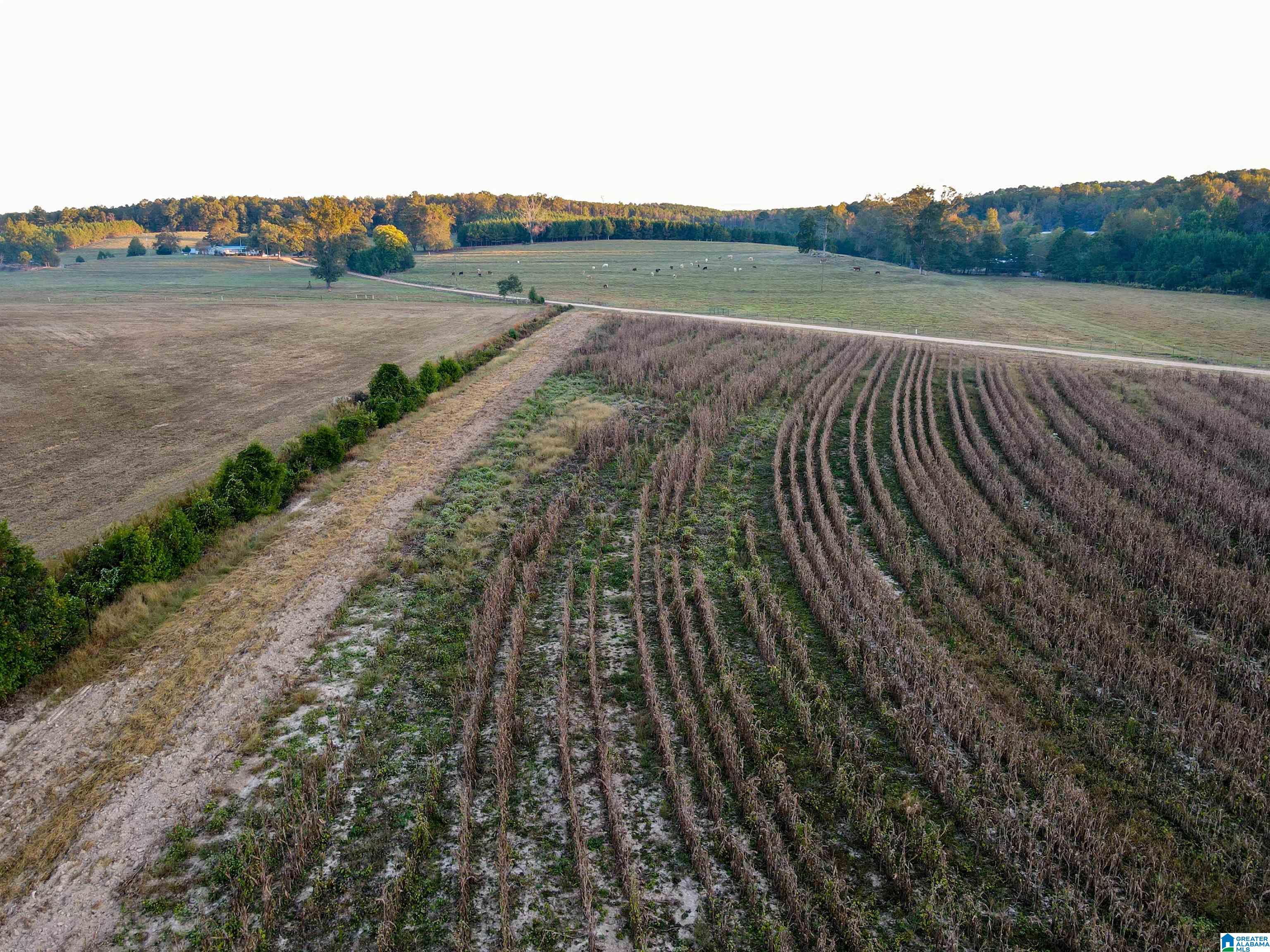 845 Turner Road Fayette, AL 35555 - Photo 42 of 61