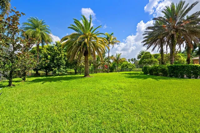 a view of three palm trees