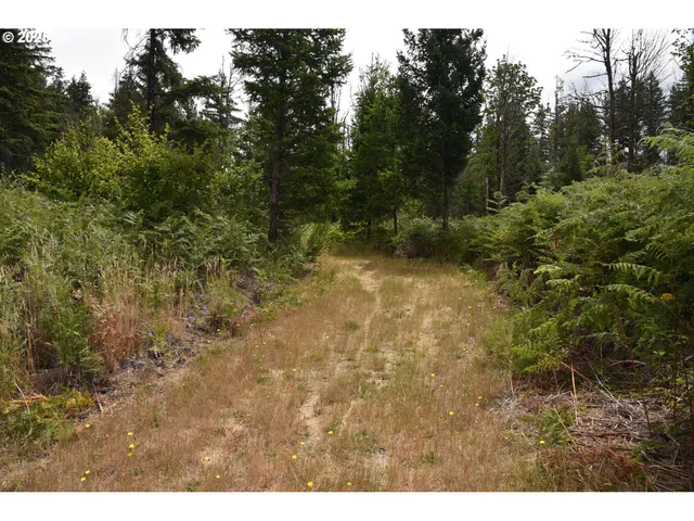 a view of a yard with plants and a bench