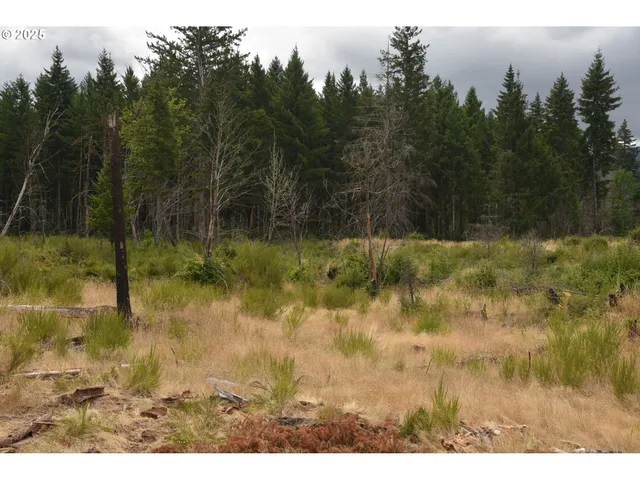a view of a park with large trees