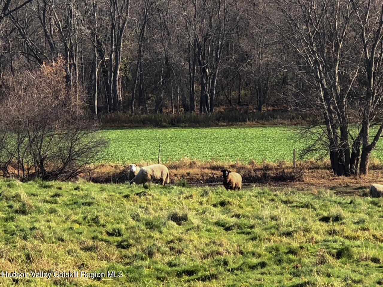 spook rock 2019_sheep1 (with minor edits