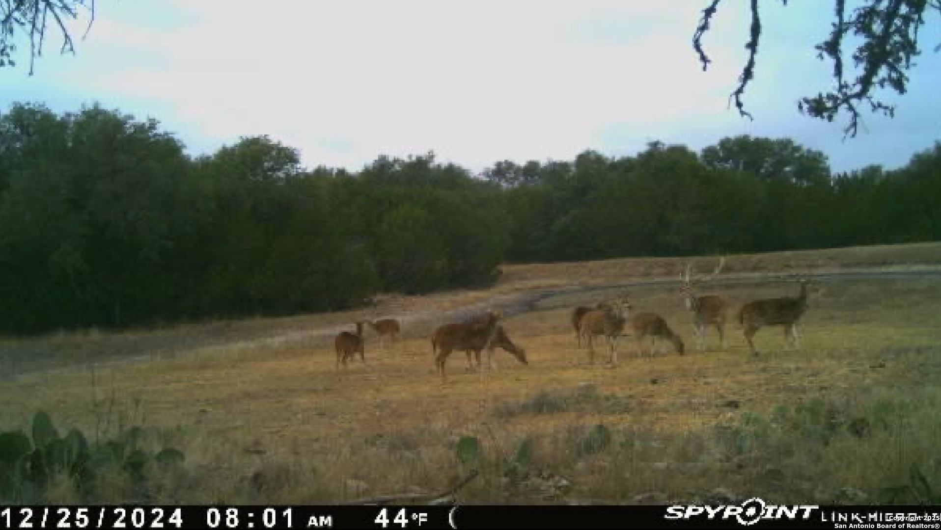 1540 Rough Rider Road Junction, TX 76874 - Photo 20 of 31 a view of a yard