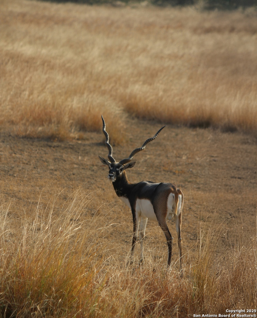 1540 Rough Rider Road Junction, TX 76874 - Photo 21 of 31