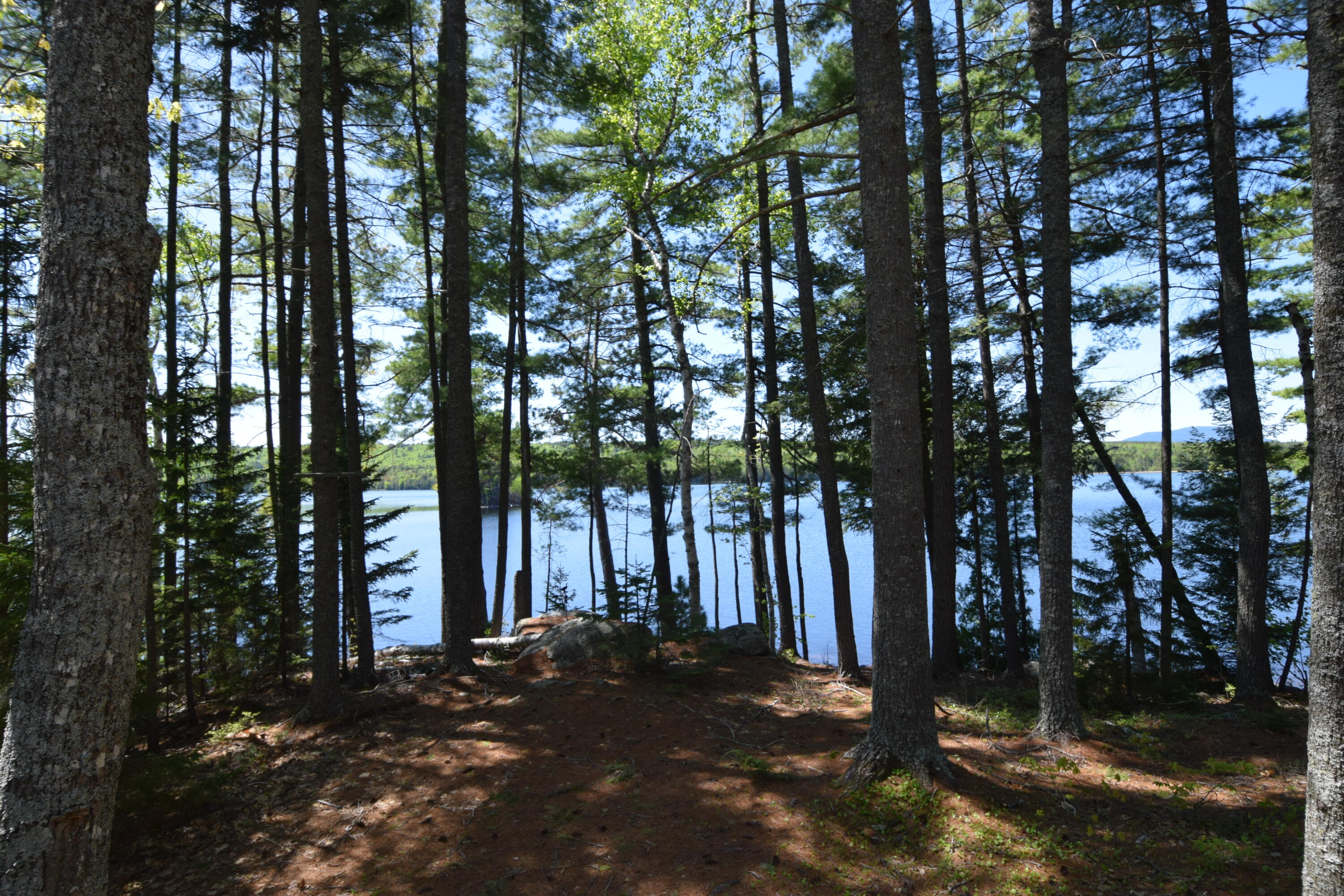 20 Granite Grove Millinocket, ME 04462 - Photo 32 of 63 Mature Softwoods...