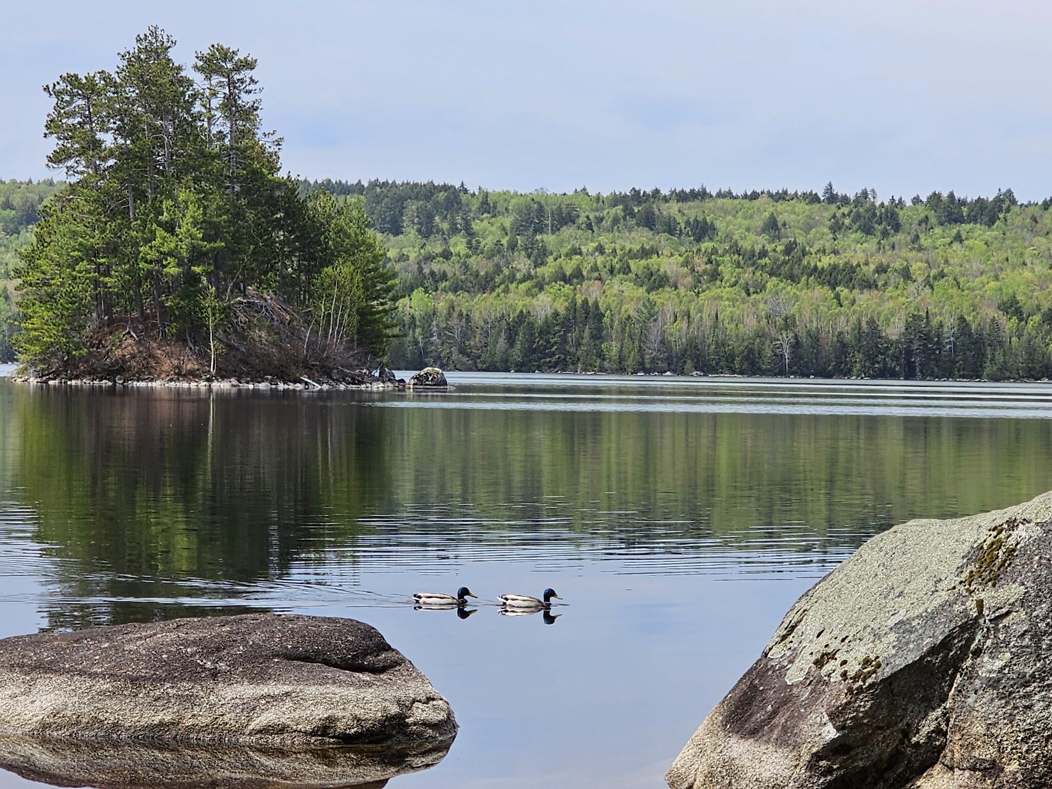 20 Granite Grove Millinocket, ME 04462 - Photo 48 of 63 Ducks Enjoying the Lake...