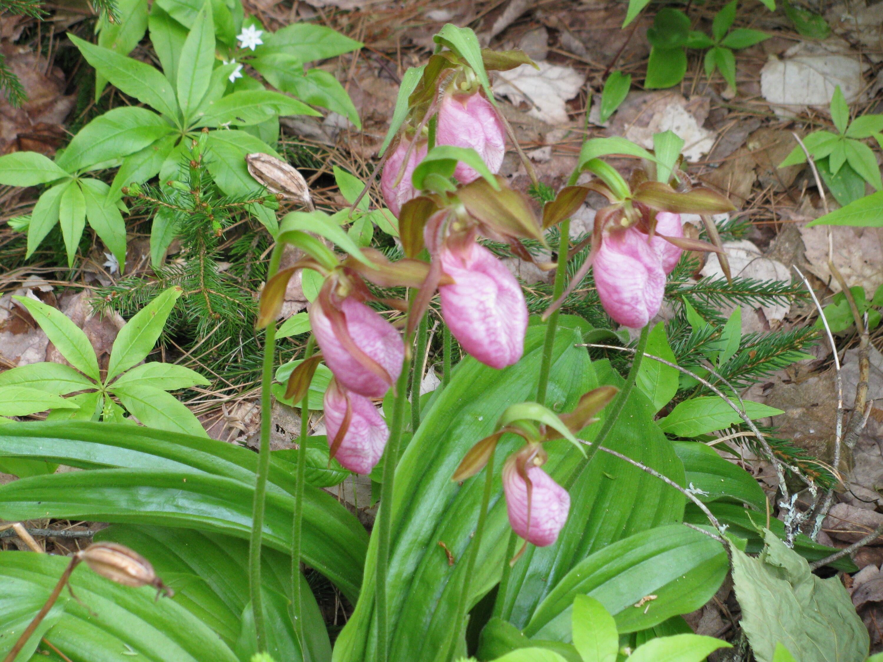 20 Granite Grove Millinocket, ME 04462 - Photo 49 of 63 Lady Slippers...