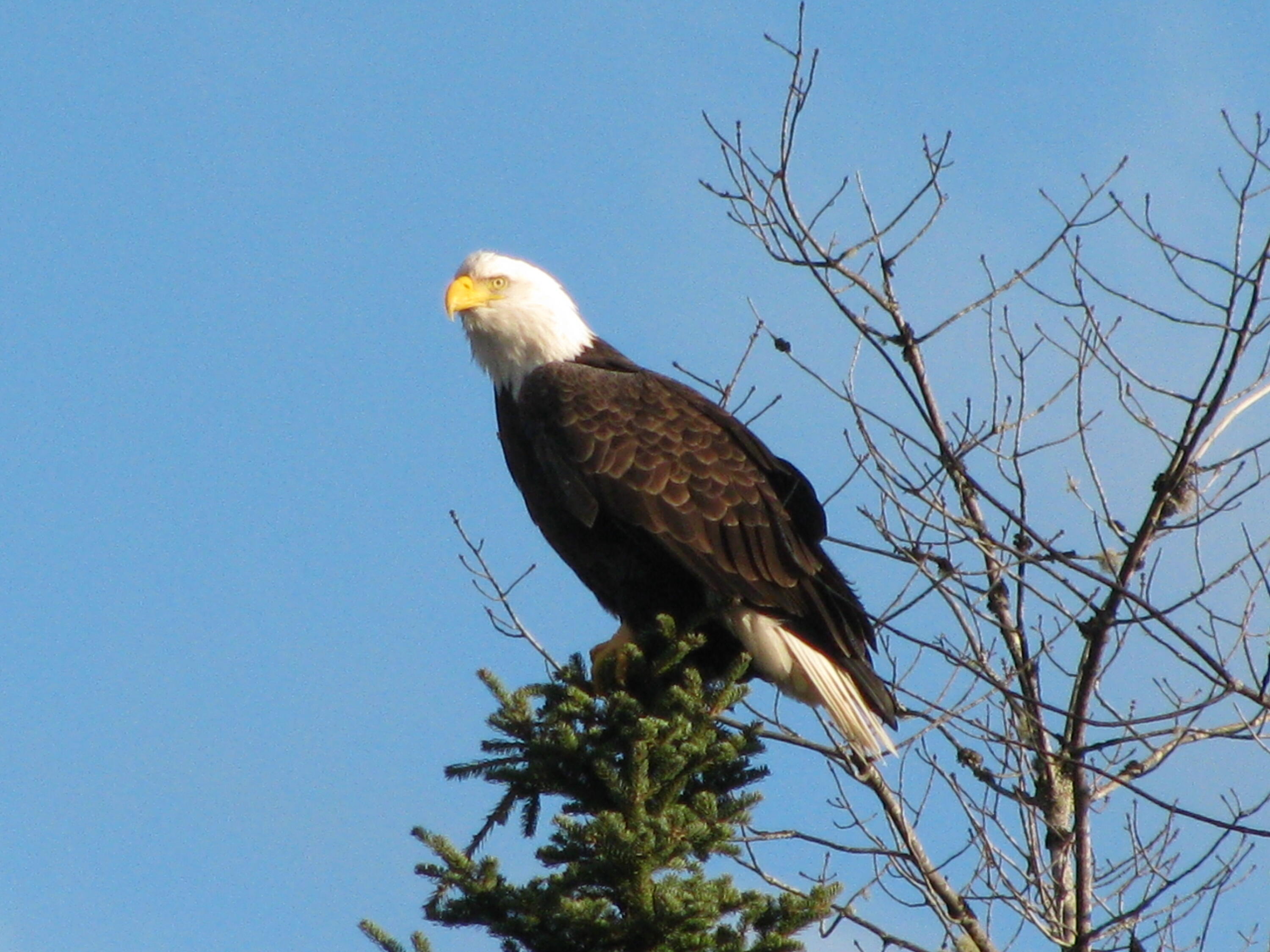 20 Granite Grove Millinocket, ME 04462 - Photo 56 of 63 An Unexpected Visitor...