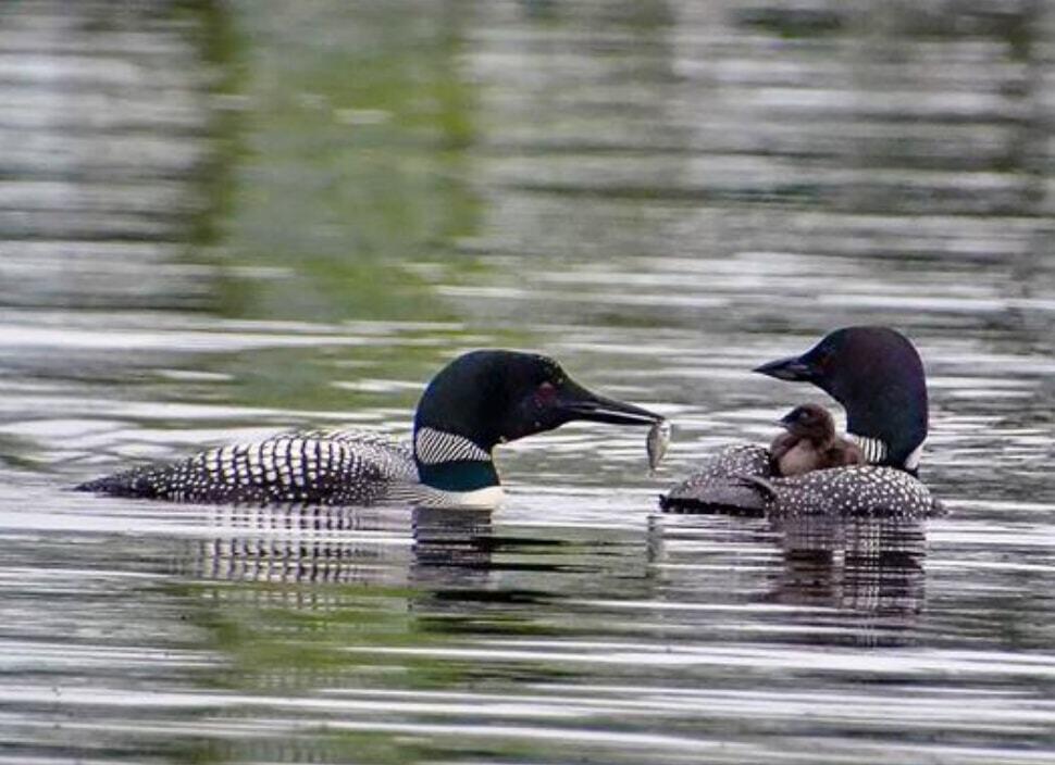 20 Granite Grove Millinocket, ME 04462 - Photo 57 of 63 Loon Family...