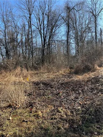 a view of a yard with trees