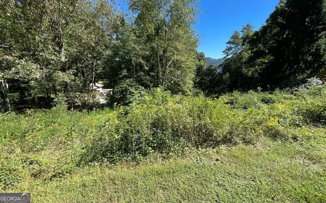 a view of a garden with plants