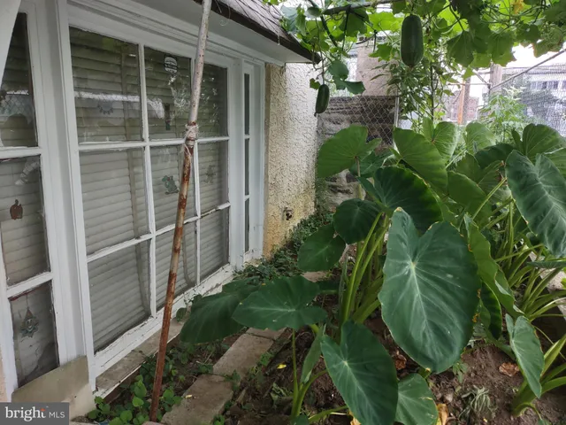 a backyard with plants