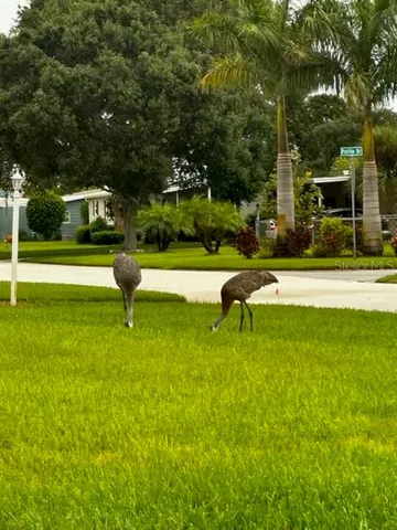 a swimming pool with lots of tress in front of it