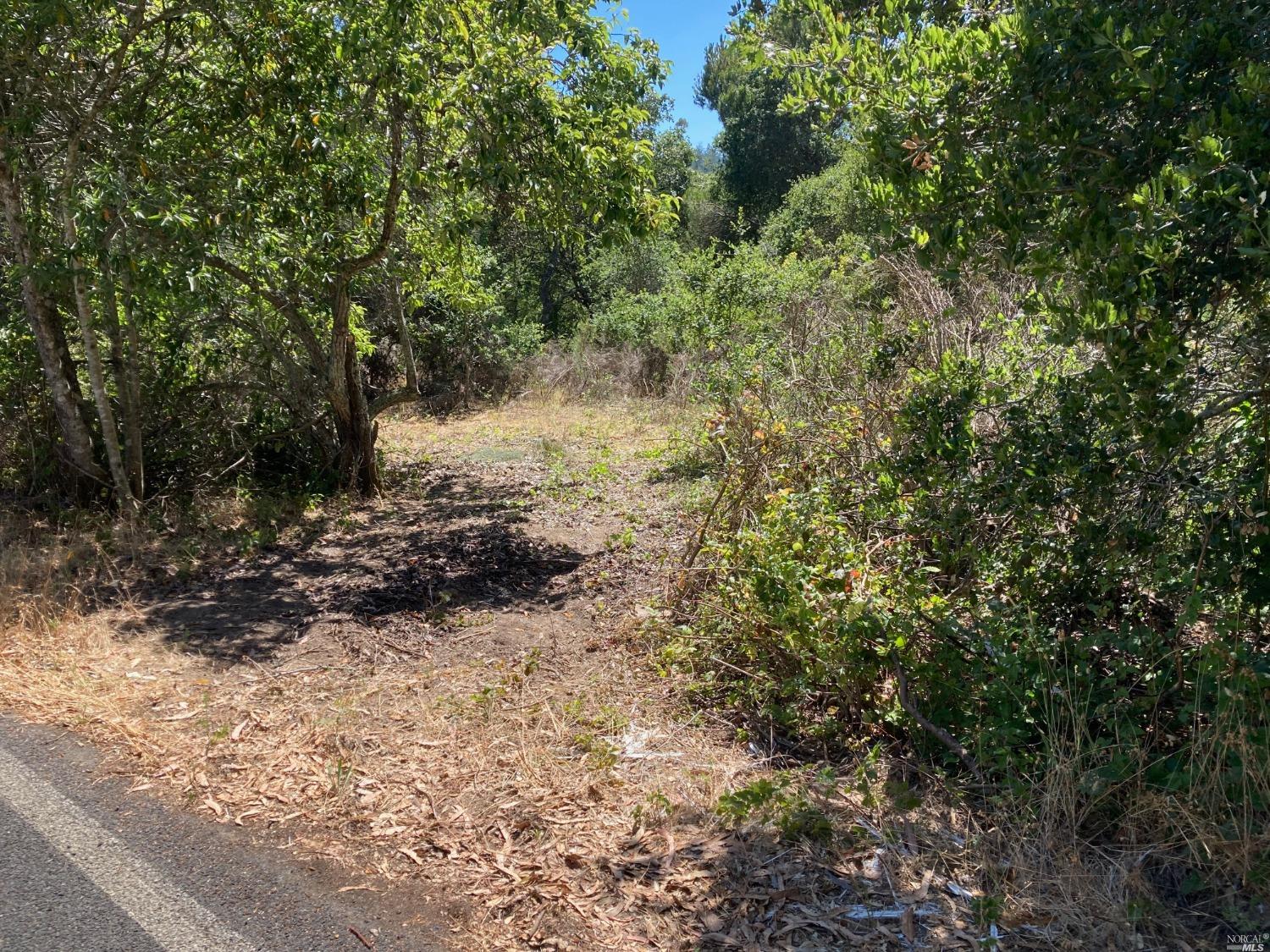 a view of a yard with plants and trees