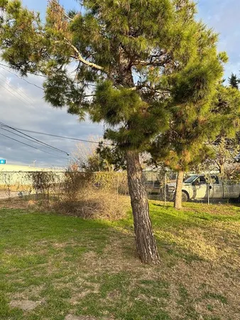 a view of a yard with a tree