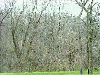 31 Springhouse Drive, Unit 31 Cold Spring, KY 41076 - Photo 5 of 6 Gallery Image 5