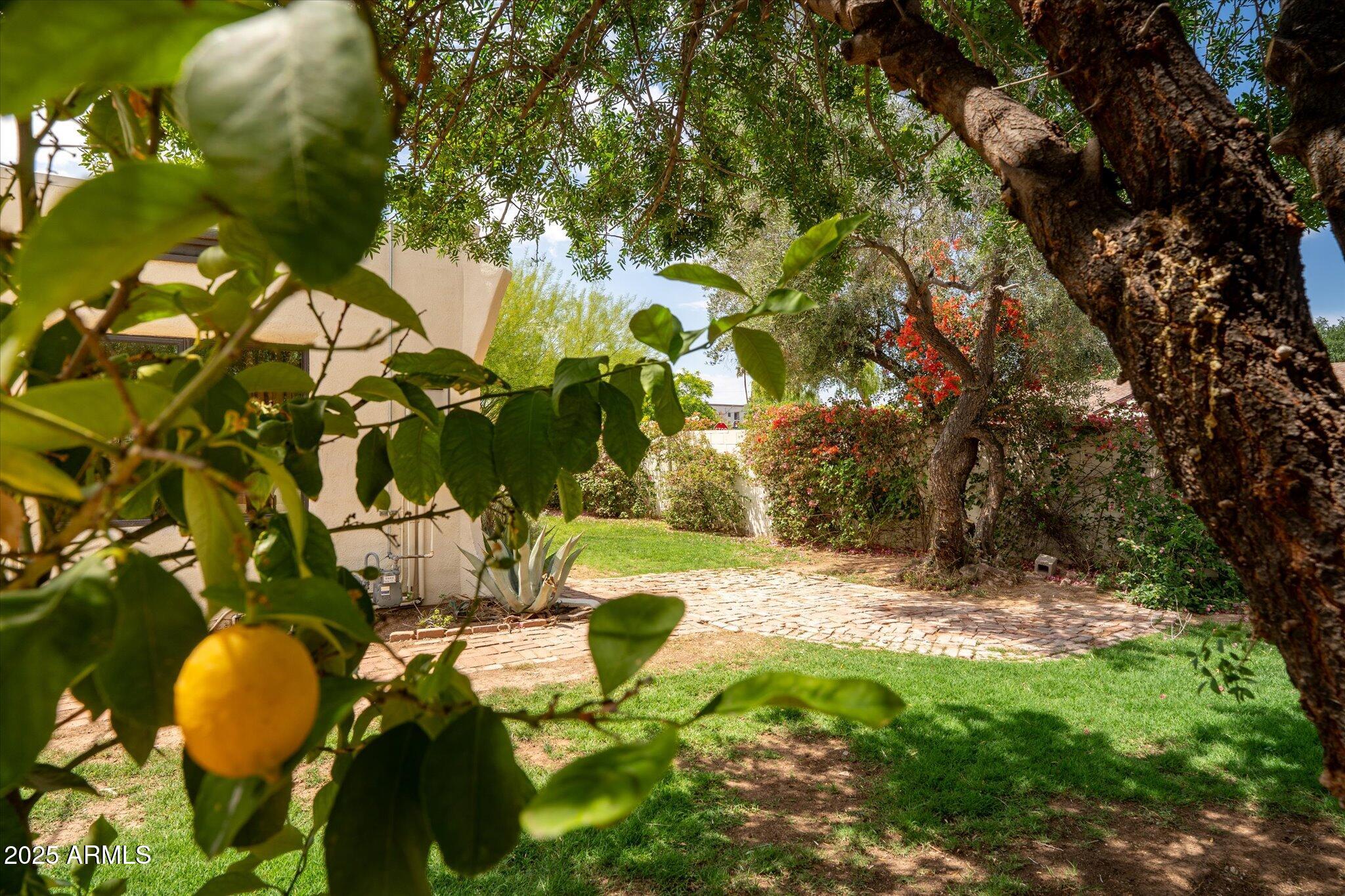 356 West Roma Avenue Phoenix, AZ 85013 - Photo 53 of 60 Backyard