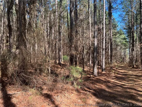 a view of a backyard with trees