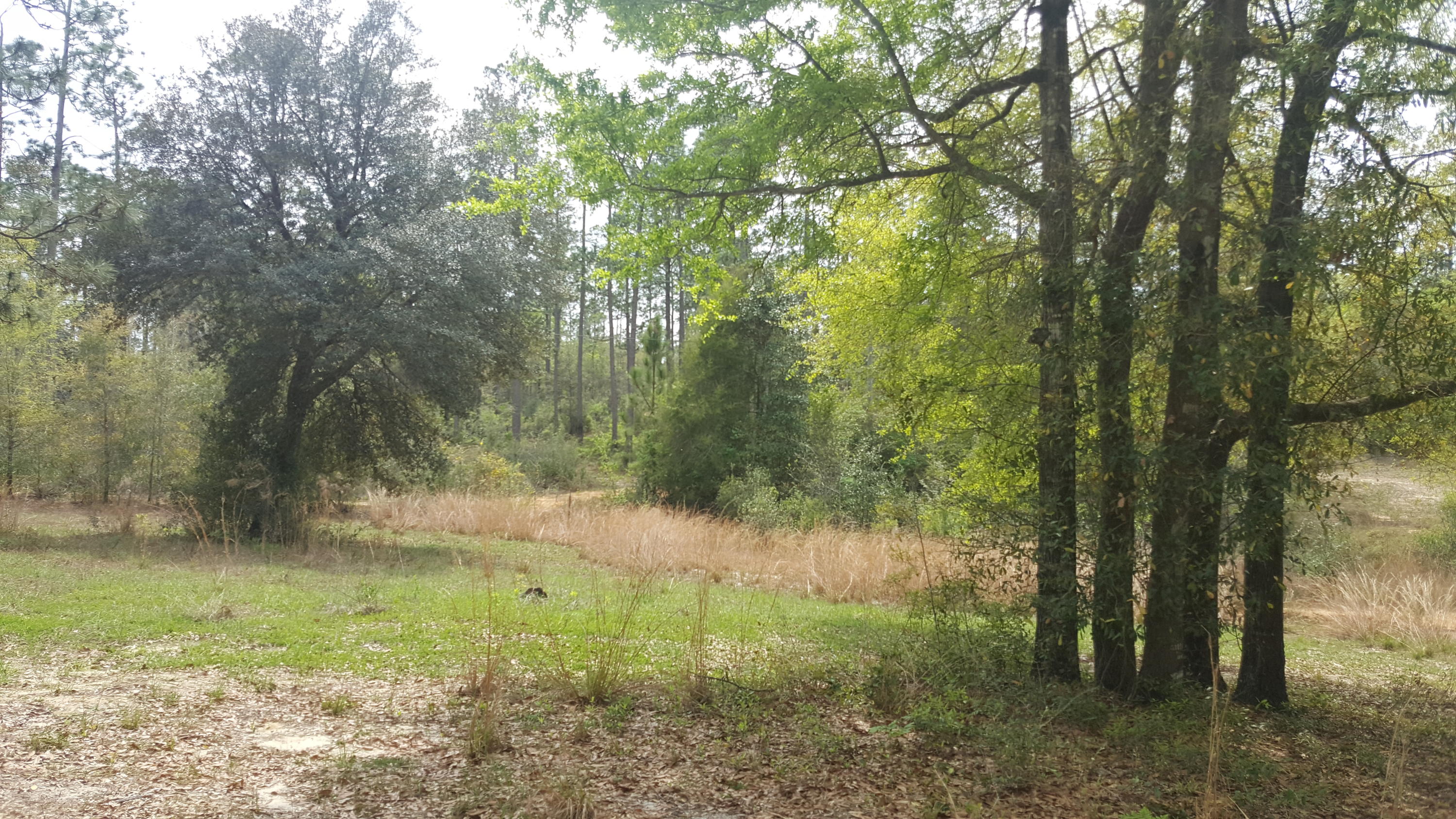 4256 Moon Road Crestview, FL 32536 - Photo 3 of 6 land 2