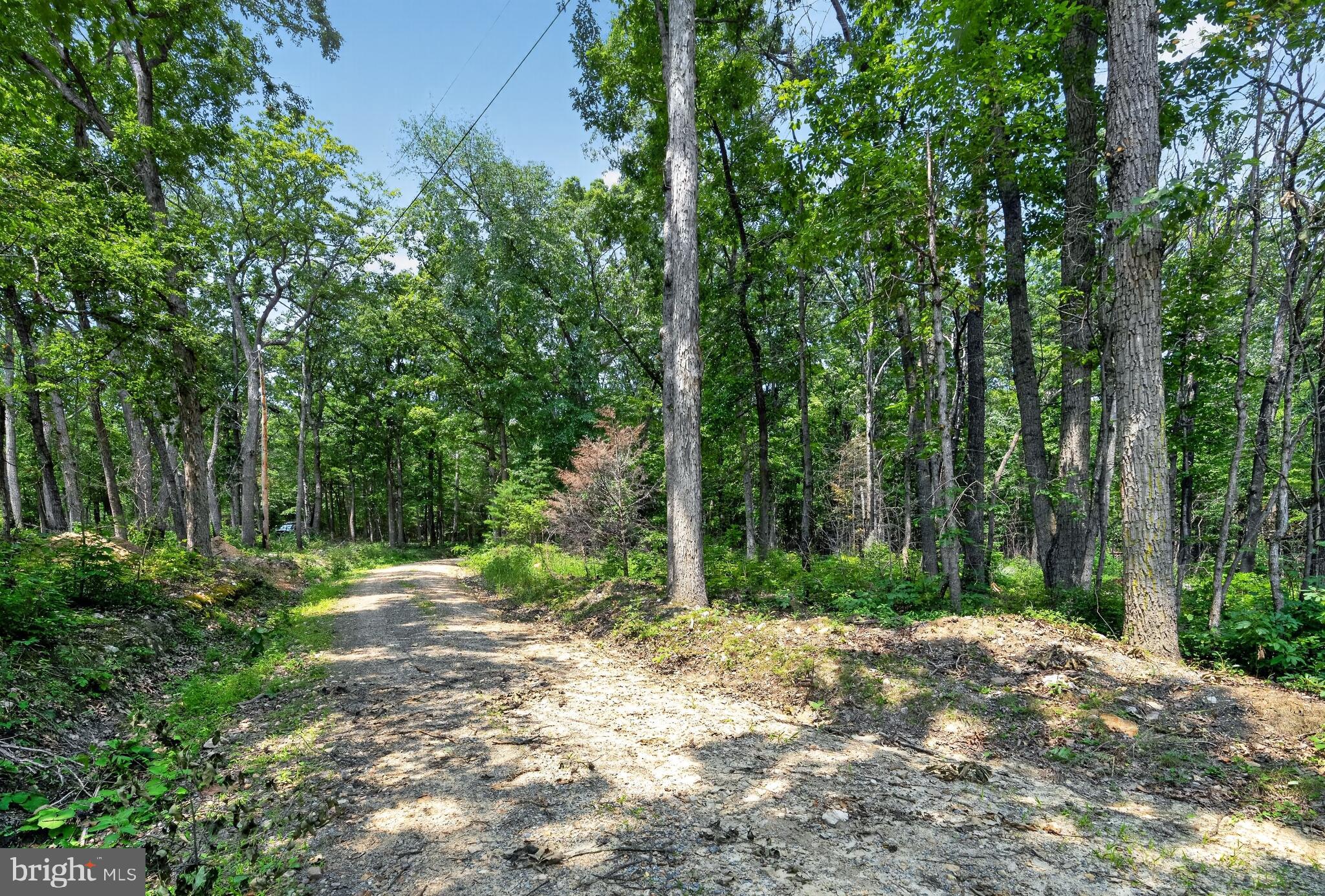 Indian Trail Road Luray, VA 22835 - Photo 21 of 23 Serene woodland path awaits exploration.