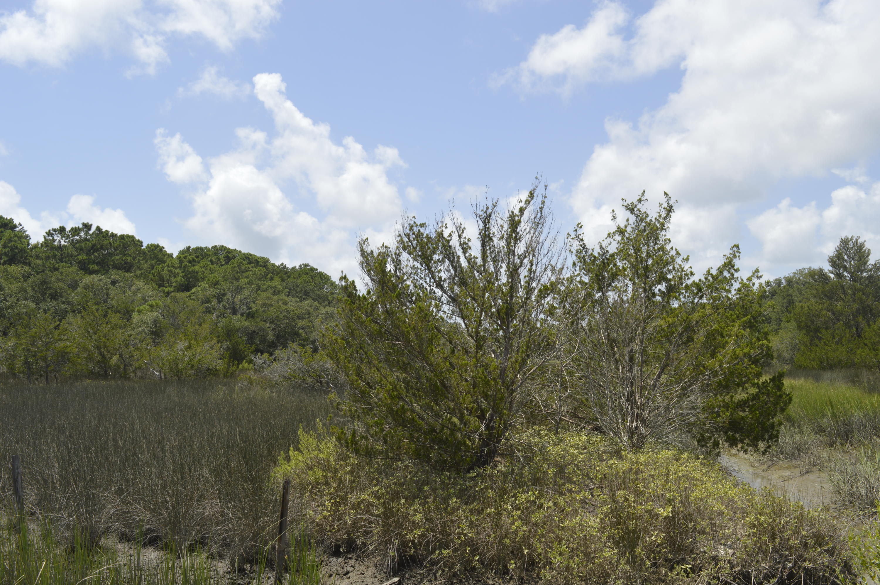 0 Abbapoola Road Johns Island, SC 29455 - Photo 11 of 12 _DSC0406