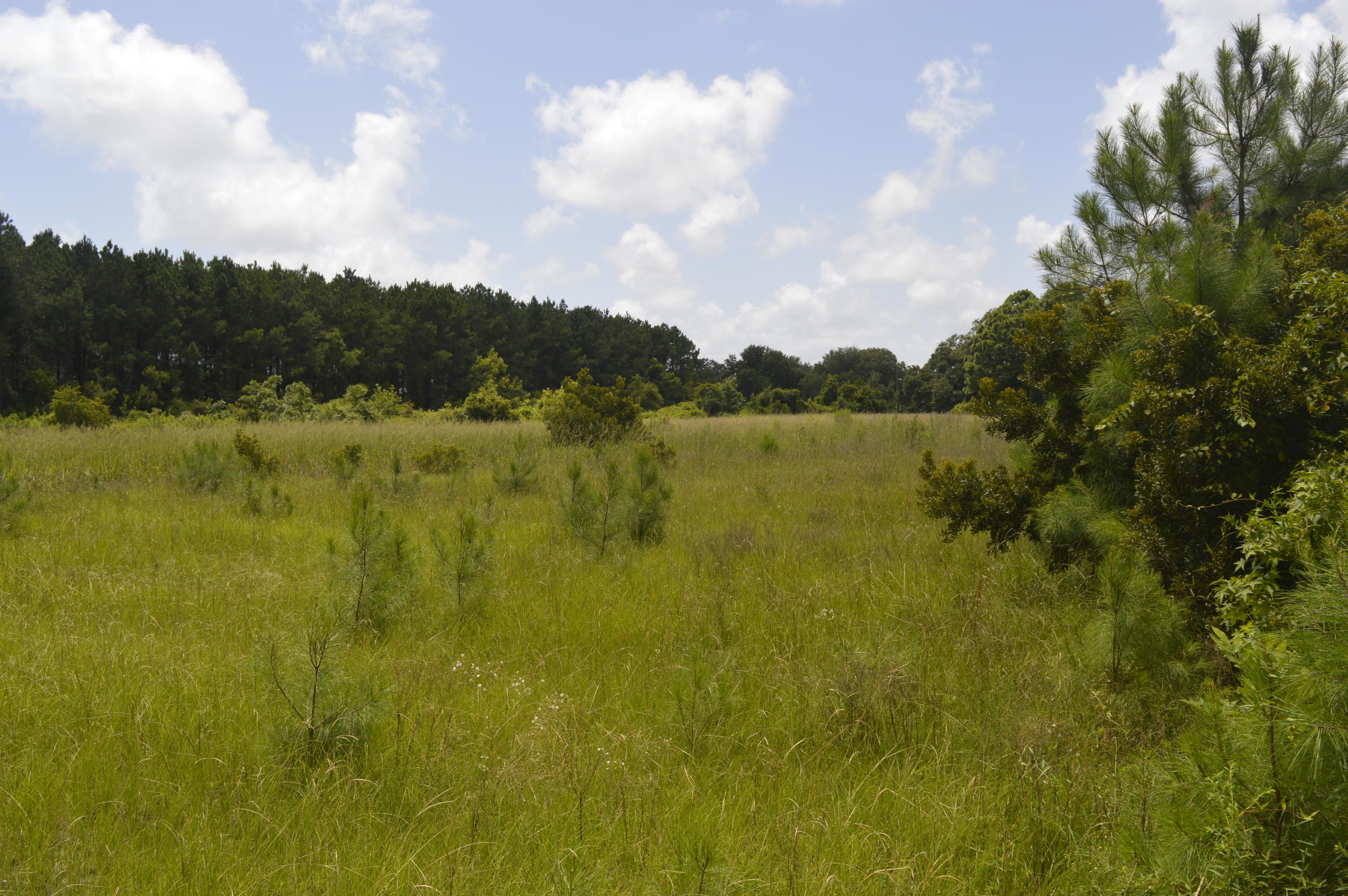 0 Abbapoola Road Johns Island, SC 29455 - Photo 3 of 12 _DSC0393