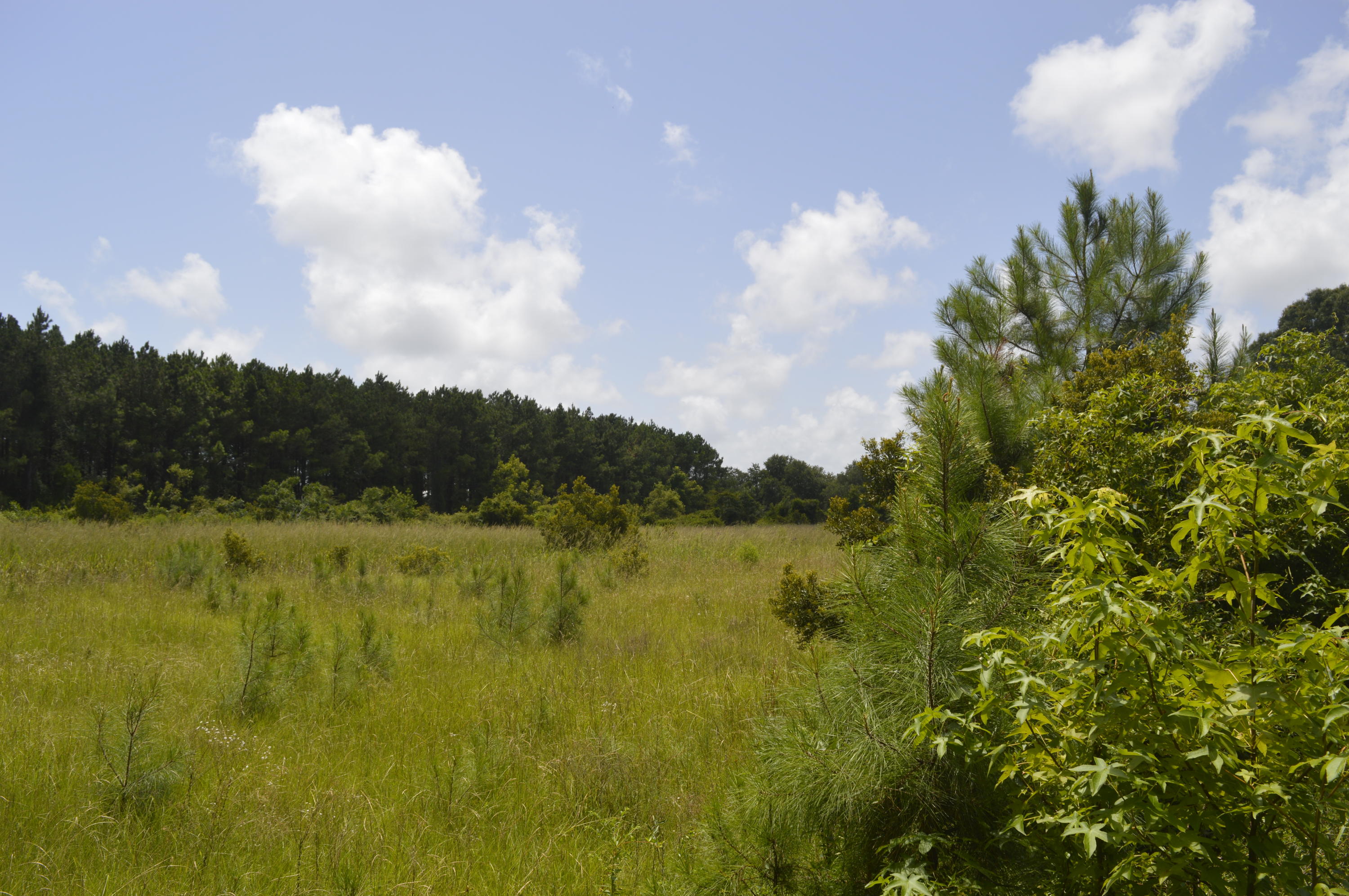 0 Abbapoola Road Johns Island, SC 29455 - Photo 4 of 12 _DSC0399