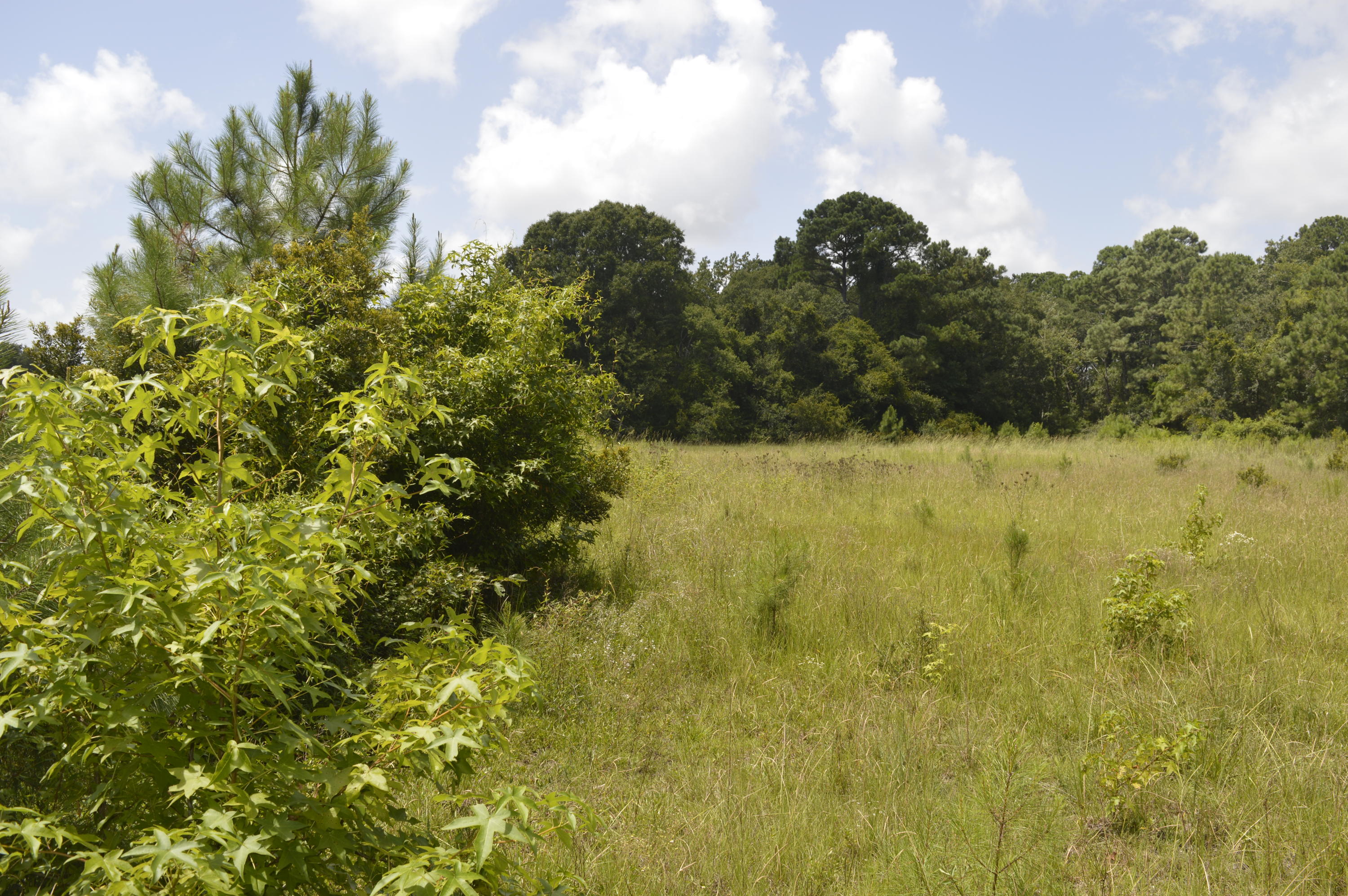 0 Abbapoola Road Johns Island, SC 29455 - Photo 7 of 12 _DSC0400
