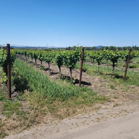 a view of a yard with a tree