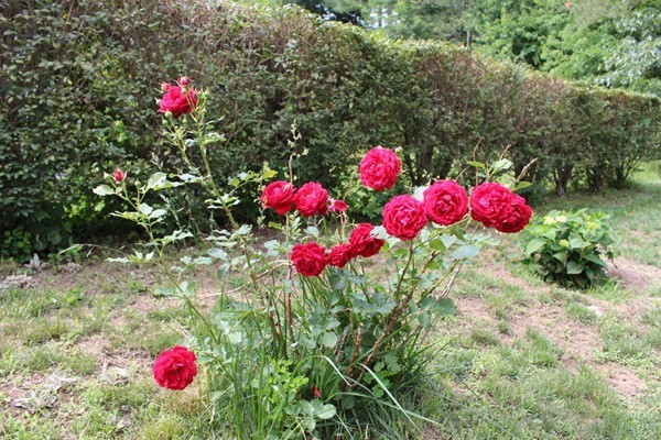 21 Mulpus Road Lunenburg, MA 01462 - Photo 18 of 24 a view of a flower