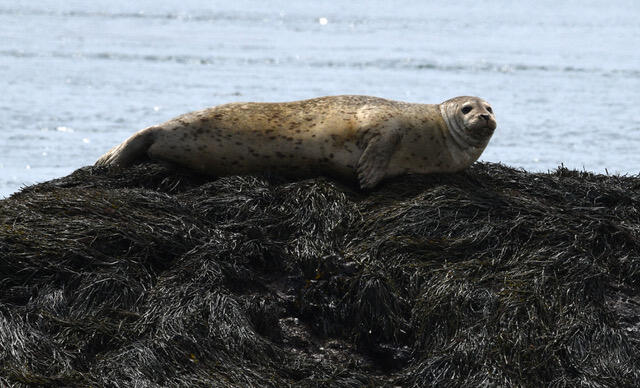 16 Monument Street Lubec, ME 04652 - Photo 53 of 63 Harbor Seal
