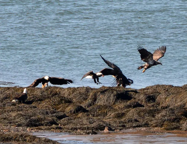 $369,000 | 16 Monument Street, Lubec, ME 04652