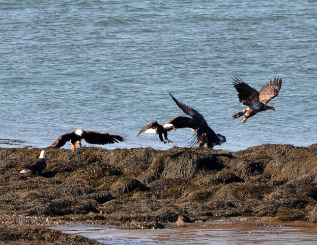 16 Monument Street Lubec, ME 04652 - Photo 54 of 63 Lubec