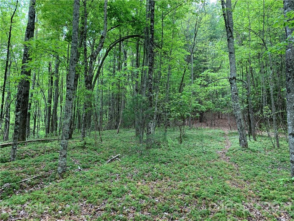 213 Walnut Ridge Road, Unit 213 Brevard, NC 28712 - Photo 3 of 15 Gallery Image 3