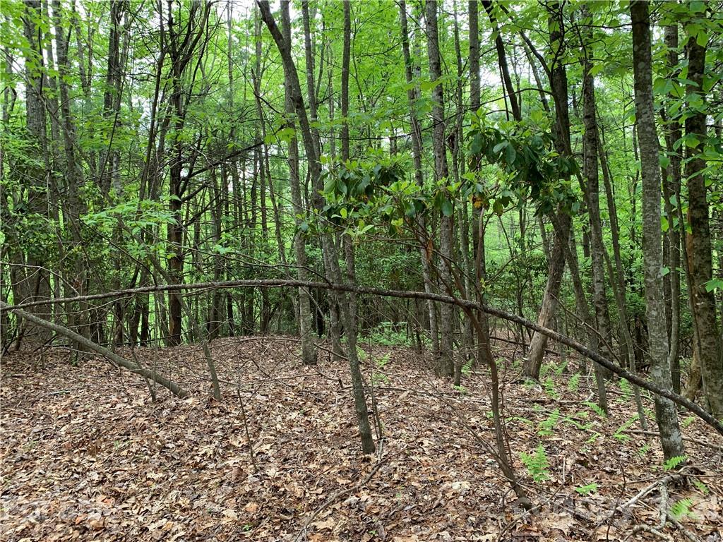 213 Walnut Ridge Road, Unit 213 Brevard, NC 28712 - Photo 4 of 15 Gallery Image 4