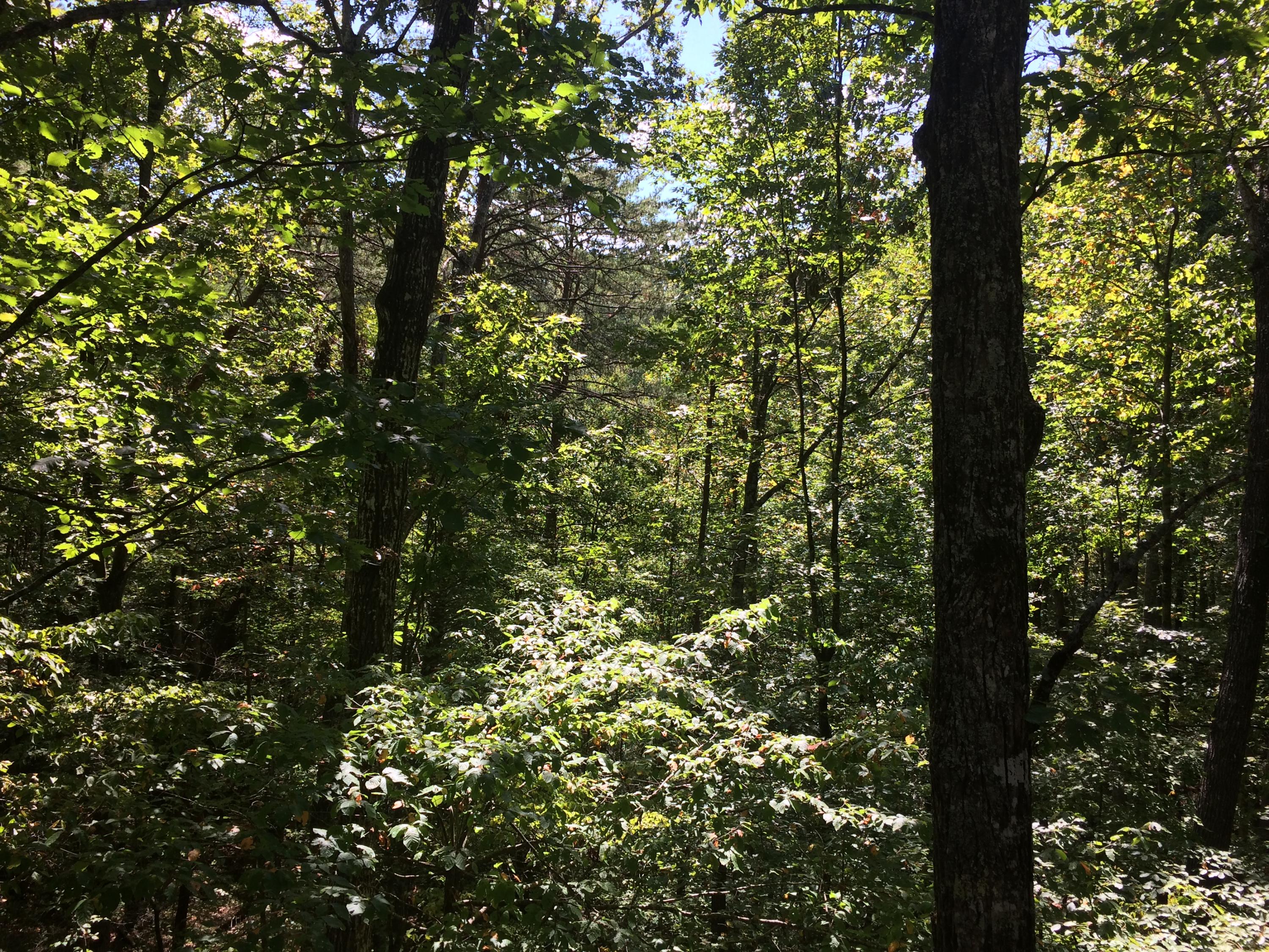 3608 Locust Ridge Road Sevierville, TN 37876 - Photo 10 of 33 IMG_2387