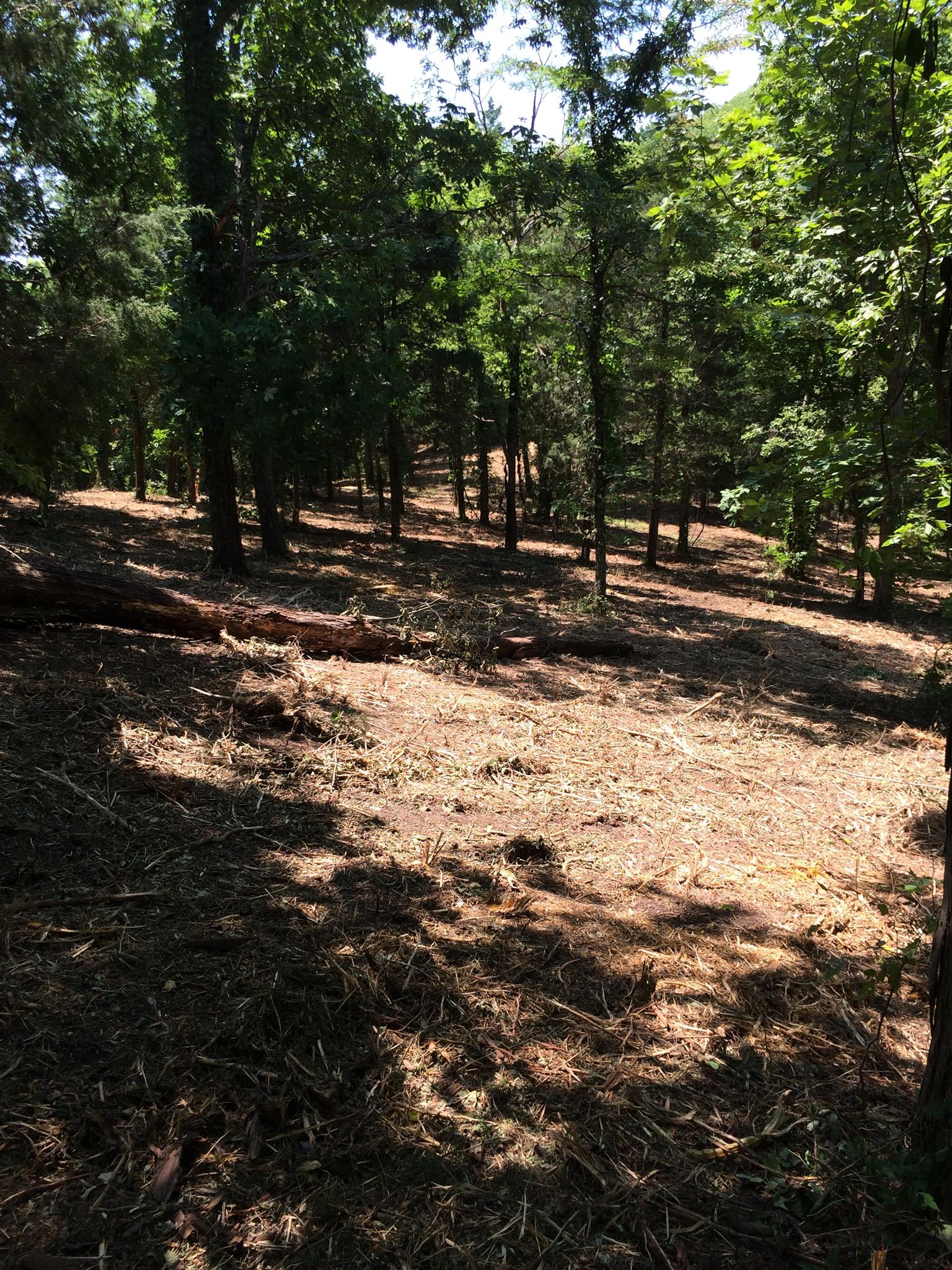 6448 Nathan Smith Road College Grove, TN 37046 - Photo 4 of 13 a view of yard with trees