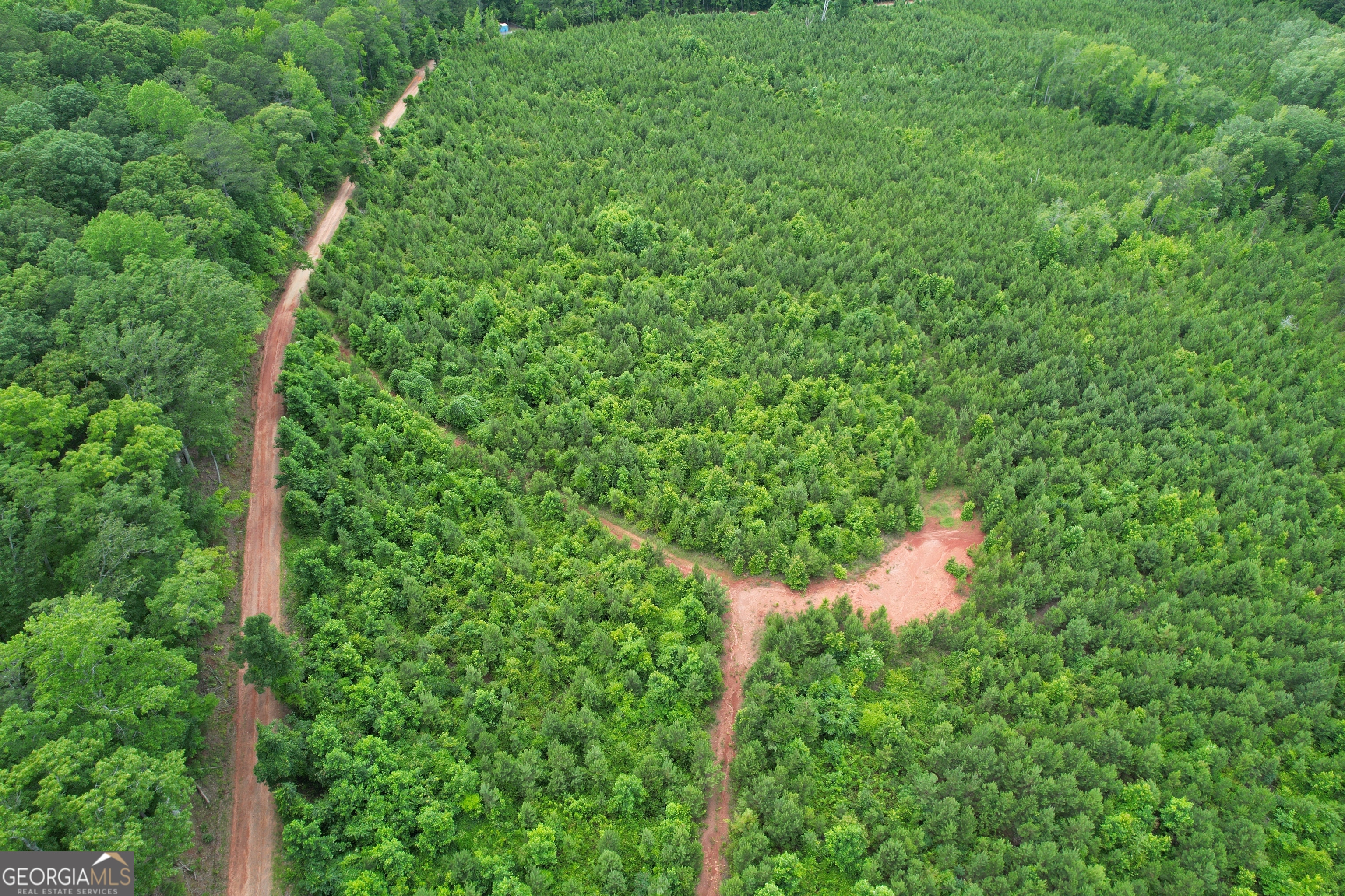 a view of a forest with a tree